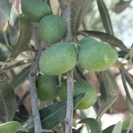 Siciliantica Rilievo